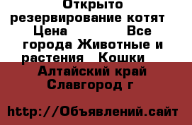 Открыто резервирование котят › Цена ­ 15 000 - Все города Животные и растения » Кошки   . Алтайский край,Славгород г.